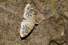 Acasis viretata