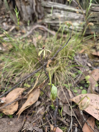 Pterostylis nutans observed 2026-10-23