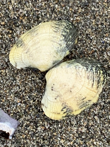Ruditapes philippinarum observed 2026-10-22