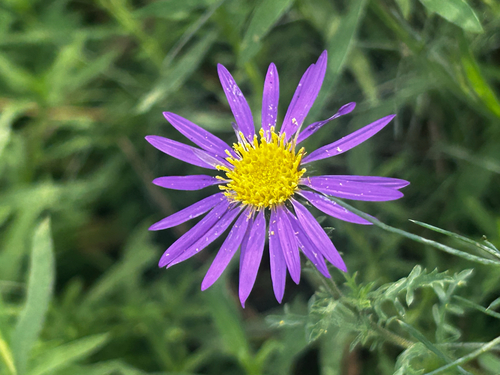 Tahoka daisy