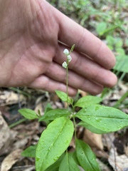 Polygala senega