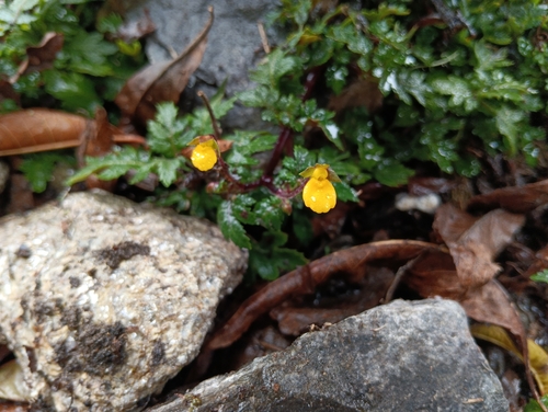 Calceolaria mexicana (Calceolaria mexicana)