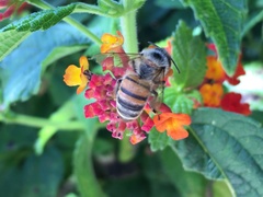 Apis mellifera