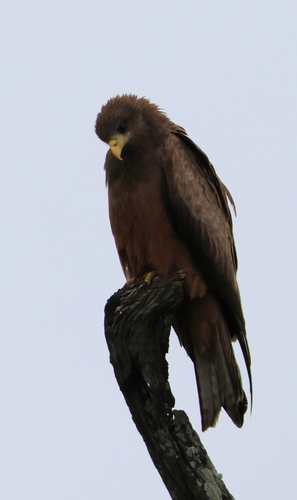 iNaturalist image