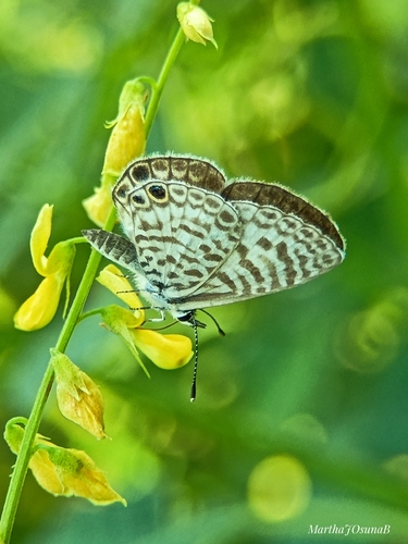 Cassidula observed 2026-10-12