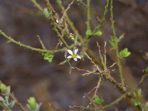 Glossopetalon spinescens planitierum