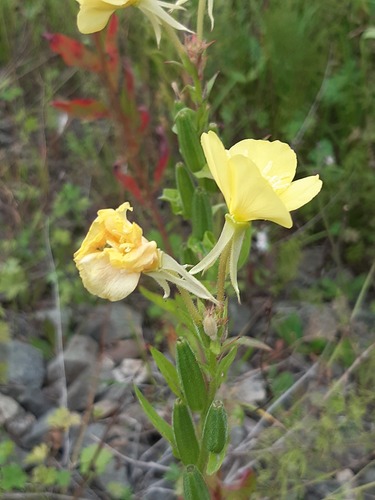 common evening-primrose photograph by the iNaturalist community