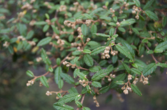 Pomaderris prunifolia