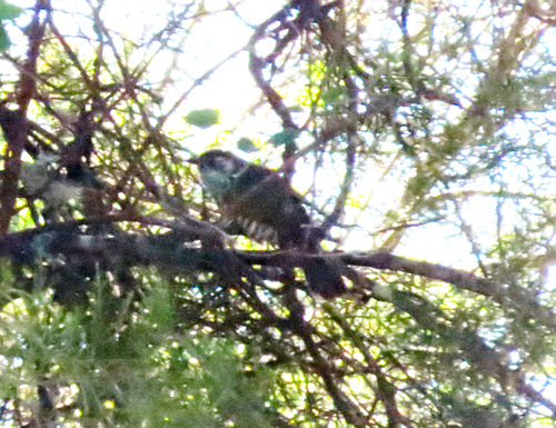 Chrysococcyx lucidus observed 2026-10-22