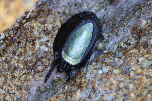 Scutus anatinus observed 2026-10-23