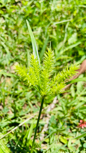 Cyperus cyperoides observed 2026-10-21