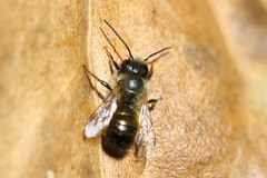 Osmia