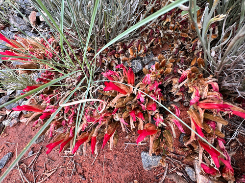 Leptosema chambersii, 2026-09-11