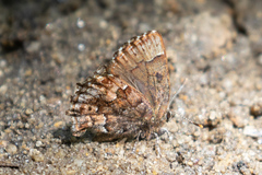 Callophrys lanoraieensis