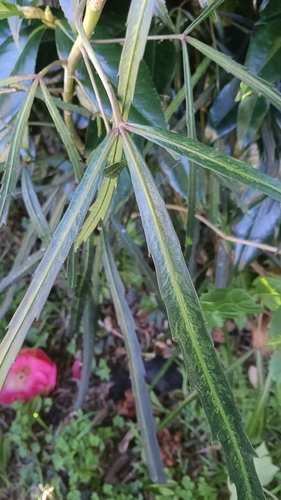 Pseudopanax crassifolius observed 2026-10-23