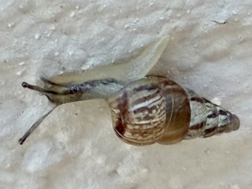 Cochlicella barbara observed 2026-10-22