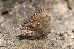 Callophrys lanoraieensis