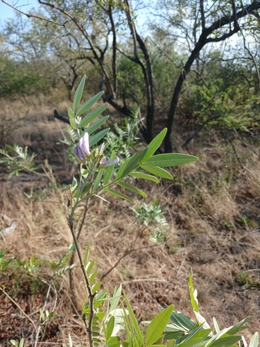 Mundulea, 2026-10-23