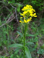 Erysimum virgatum