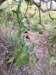 Smilax campestris