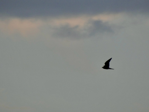 iNaturalist image