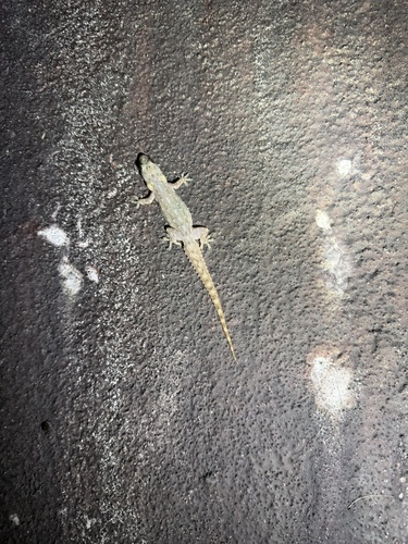 Hemidactylus garnotii observed 2026-10-22