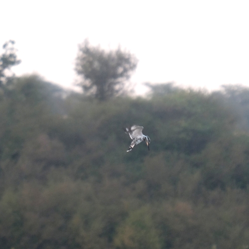 iNaturalist image