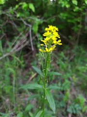 Erysimum virgatum