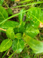 Atalantycha dentigera