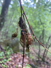 Magicicada cassinii