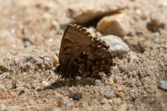 Callophrys lanoraieensis