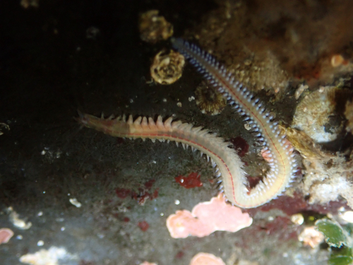 Platynereis observed 2026-10-17