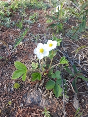 Fragaria orientalis