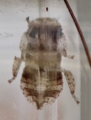 Ledra aurita