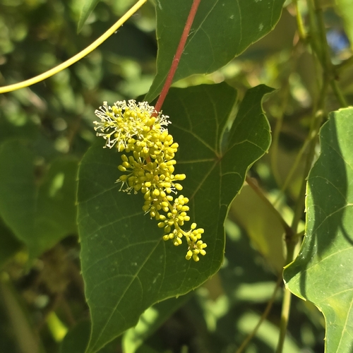 Aleurites moluccanus observed 2026-10-23
