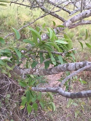 Smilax campestris