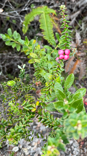 Leptecophylla tameiameiae observed 2026-10-22