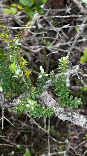 Leptecophylla tameiameiae observed 2026-10-22