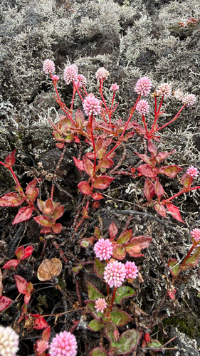 Persicaria capitata observed 2026-10-22