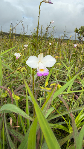 Arundina graminifolia observed 2026-10-22