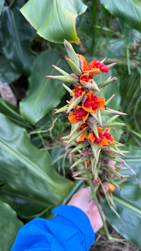 Hedychium gardnerianum, 2026-10-22
