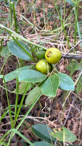 Eugenia observed 2026-10-22