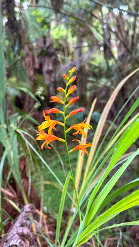 Crocosmia crocosmiiflora observed 2026-10-22