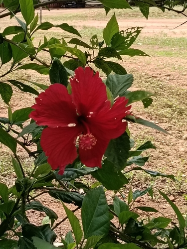 Hibiscus archeri observed 2026-10-23