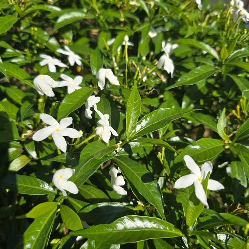 Tabernaemontana divaricata observed 2026-10-23
