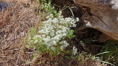 Leptosiphon floribundus glaber