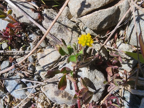 Trifolium dubium observed 2026-10-23