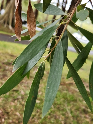 Melaleuca quinquenervia observed 2026-10-23