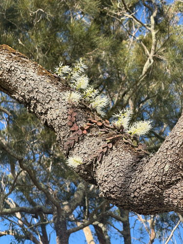 Dendrobium linguiforme, 2026-10-23