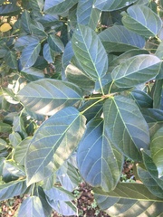 Sterculia quadrifida
